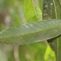 Garcinia xanthochymus Hook.f. ex T.Anderson